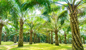 Industry Focus: Palm Oil